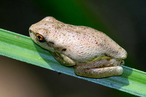 Tyler's Tree Frog (Litoria tyleri)